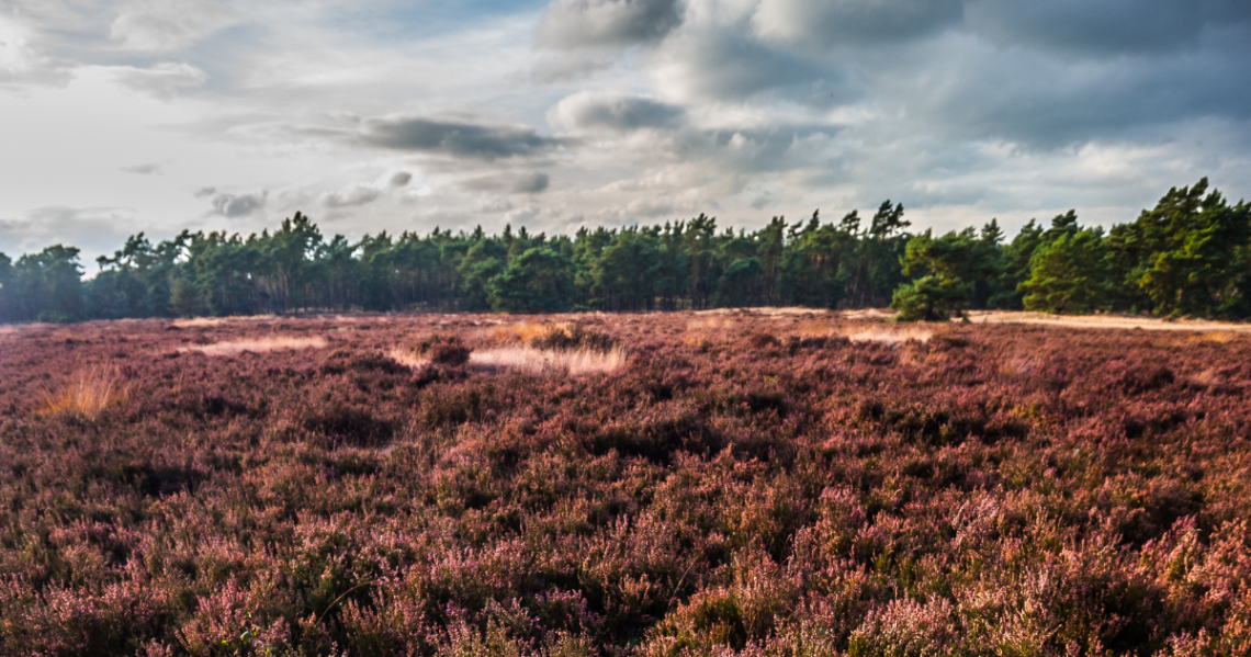 Landal Sprengerheide